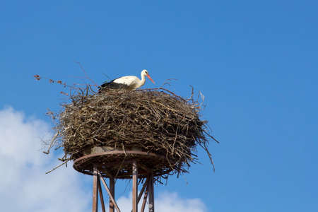 a mother white stork Ciconia ciconi bird on a chimney の写真素材
