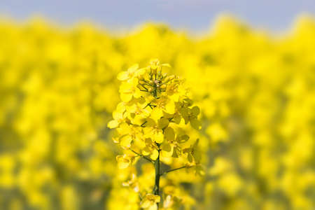 Close up of a Rape field Colza (Brassica rapa)