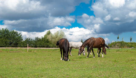 grazing horses on grass field with dramatic blue sky