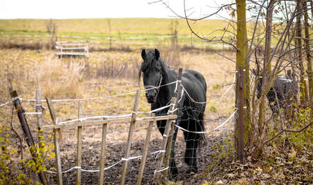 Skinny Horse outside in fenced yard area with ribs showingの写真素材