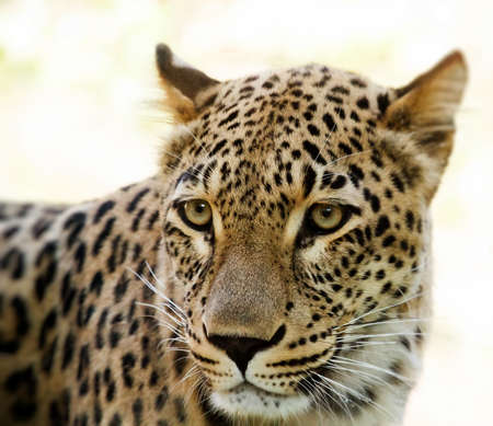 Closeup of Leopard looks forward with shallow focusの写真素材