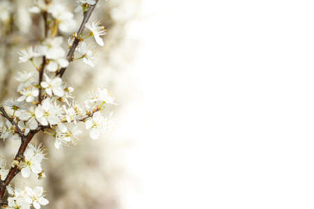 Blossoming cherry in spring shallow focus and with space for textの写真素材