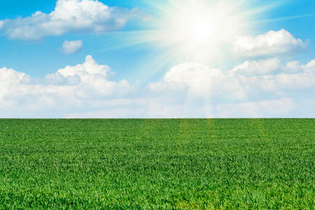 Sun and spring field of green fresh grass under blue sky