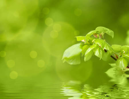 Green spring background with shallow focus bokeh and refflectionの写真素材