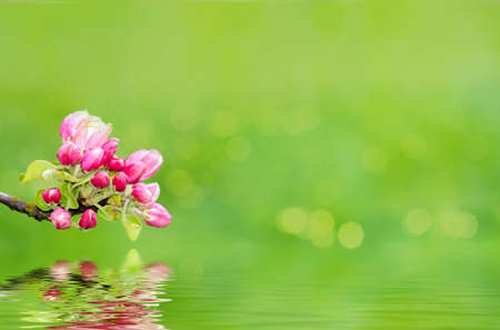 Green spring background with shallow focus bokeh and refflectionの写真素材