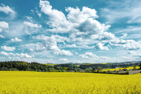 Beautiful summer rural landscape with rape field and blue skyの写真素材