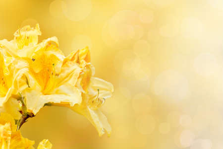 yellow rhododendron azalea with shallow focus bokeh and space for textの写真素材
