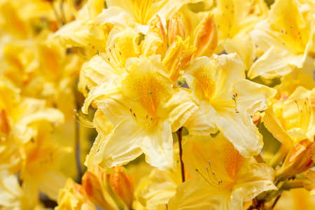 Yellow azalea rhododendron flowers full bloom in spring gardenの写真素材