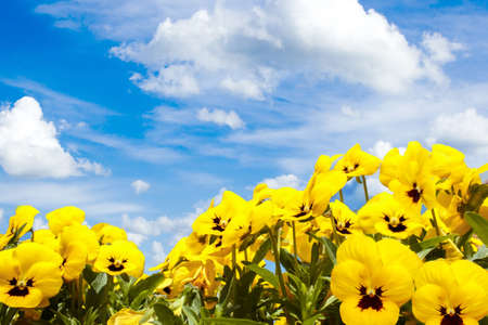 yellow pansy flowers against blue sky with cloudsの写真素材