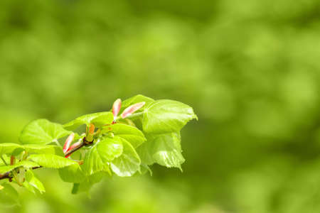 Green spring background with shallow focus bokeh and refflectionの写真素材