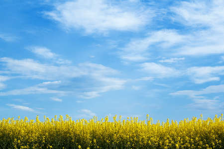 field of yellow rape with blue sky and space for textの写真素材