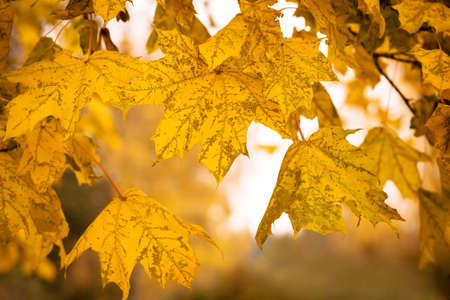 Yellow autumn maple leaves with shallow focus backgroundの写真素材