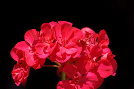 beautiful red flower with black background