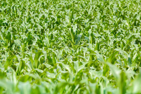 young green corn field with shallow focusの写真素材