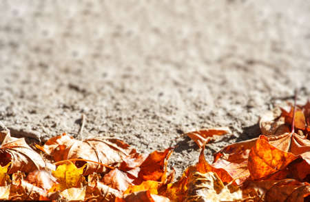 dry autumn leaves background with space for textの写真素材