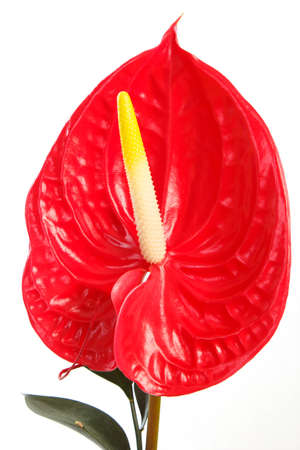 Red anthurium Flamingo Flower  Boy Flower on white の写真素材