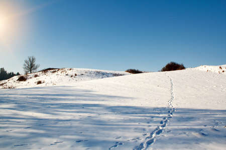 winter scene with snow, sun and blue skyの写真素材