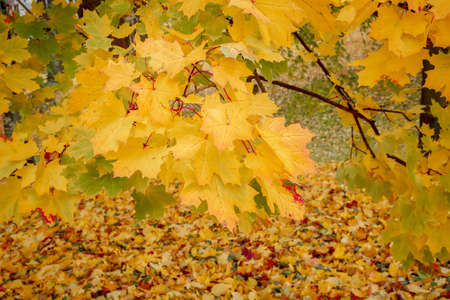detail of maple tree in park in autumn with yellow and green leavesの写真素材