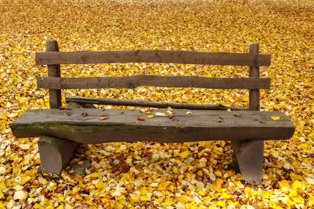 wooden bench in the park on fallen leaves backgroundの写真素材