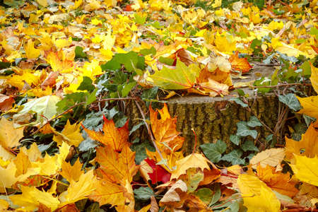 Fall orange red and green leaves and stump の写真素材