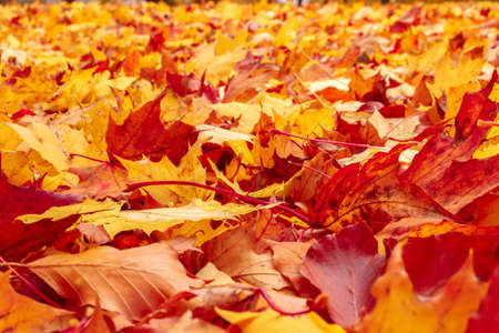 Fall orange and red autumn leaves on ground for background or backdrop