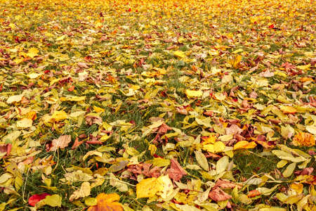 Fall orange and yellow autumn leaves on ground for background or backdropの写真素材