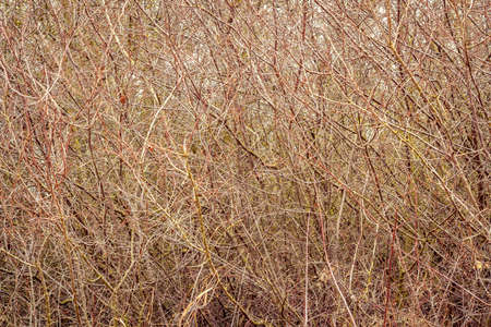 texture or background from branches without leavesの写真素材