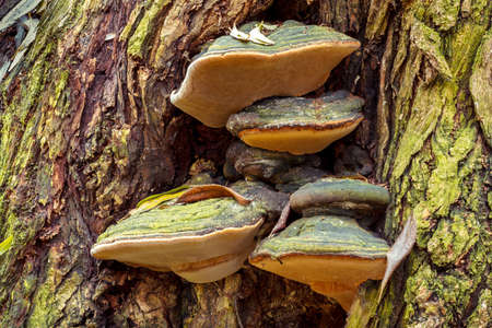 autumn mushroom founded in autumn forrest