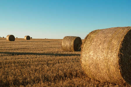 hay bale in the foreground of orange rural field 
