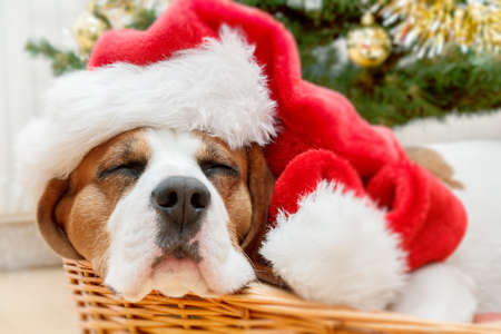 sleeping dog weared to to red santa hat with christmas tree in backgroundの写真素材