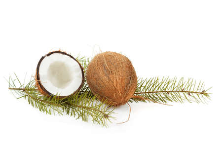 Coconut on white background with pine twigの写真素材