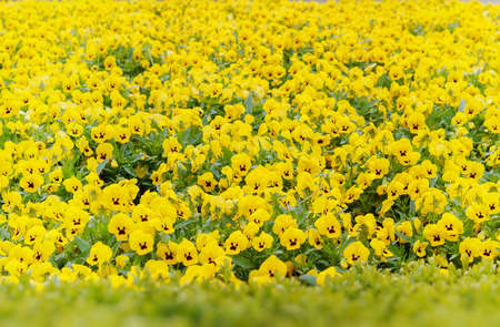 yellow pansy flowers at spring in the garden の写真素材