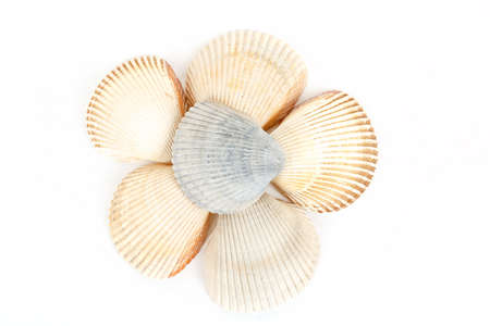 Beautiful sea shells close up on white background