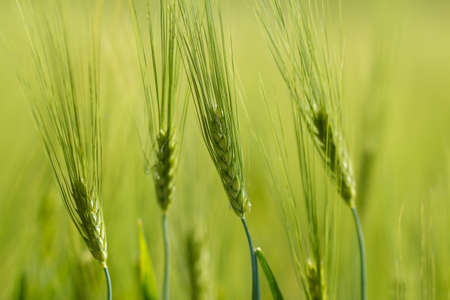 detail of Organic Green spring grains with shallow focus
