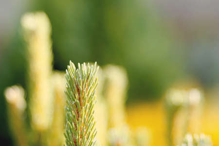 conifer in garden with shallow focus for background