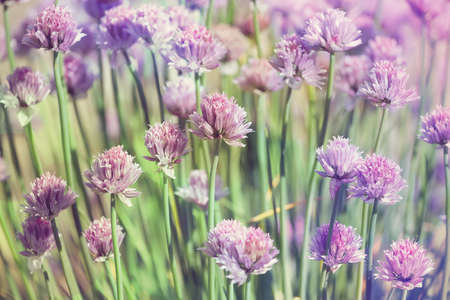 Chive herb flowers on beautiful bokeh background with shallow focus, pastel colorsの写真素材