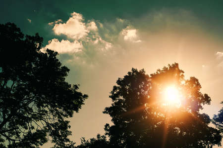 summer sunset over tree with sky and cloudsの写真素材