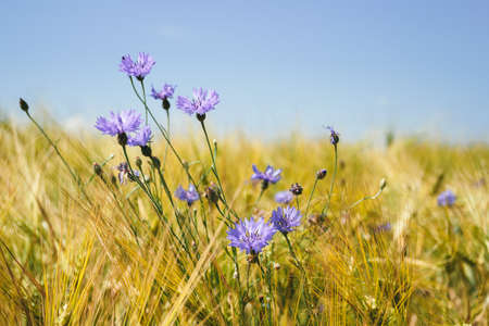 blue cornflowers in the wheat field with blue skyの写真素材