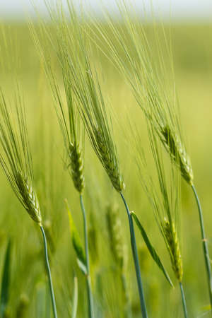 detail of Organic Green spring grains with shallow focusの写真素材
