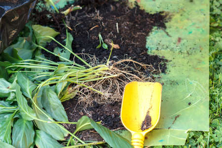 detail of gardening, replanting green plants with yellow shovel