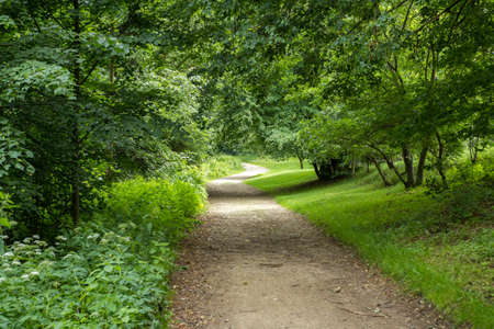 rural forest path in the park in sunny dayの写真素材