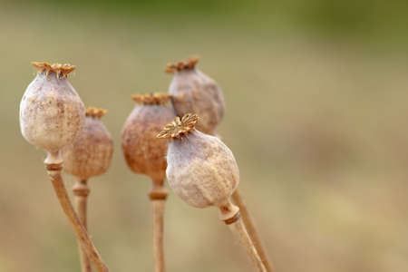Detail of dry tree poppyheads on the field with shallow focusの写真素材
