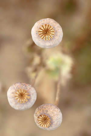 Detail of dry tree poppyheads on the field with shallow focusの写真素材