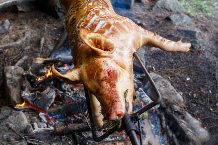 Outdoor roasting Pig on the grill in the open fireの写真素材