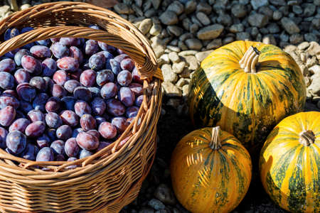 ripe plums in basket with three pumpkinsの写真素材