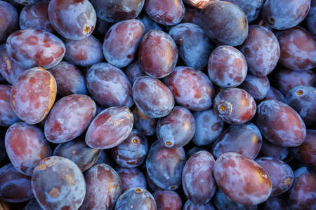 ripe purple and blue Plums (Blackthorns) Background, Texture, detail