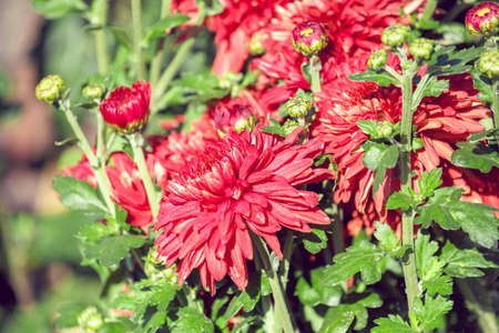 red chrysanthemum flower in sunny autumn gardenの写真素材