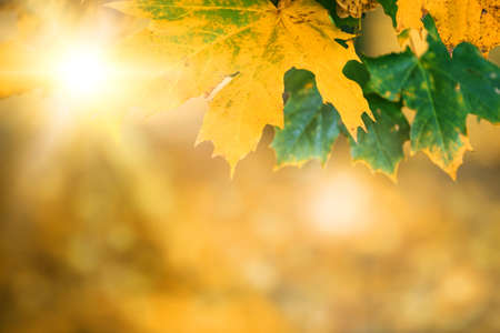 autumn leaves with sunlight, bokeh and shallow focusの写真素材