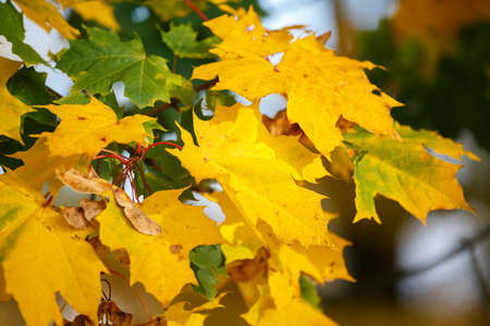 Autumn background with yellow and green maple leavesの写真素材