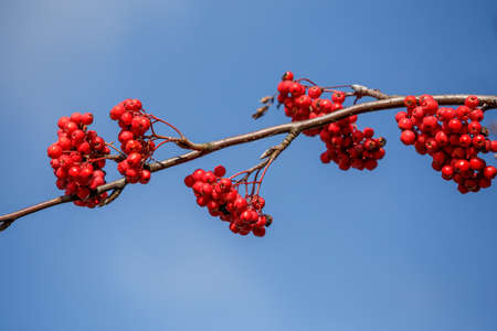 detail of Rowan Berries (Sorbus aucuparia) against of blue skyの写真素材
